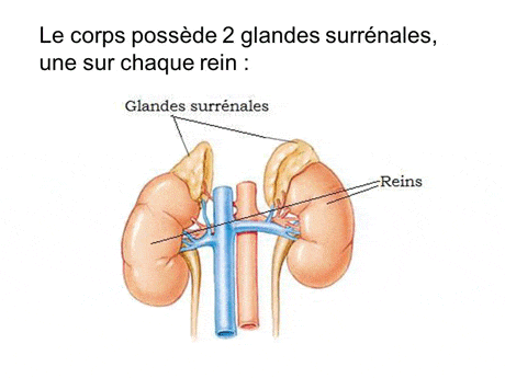 glandes surrénales